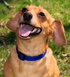 Chester
