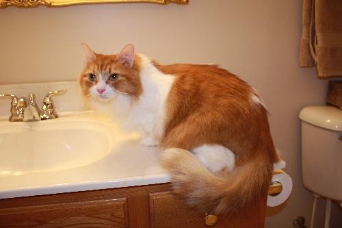 Butterscotch