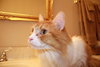 Butterscotch