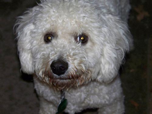 Bosley