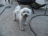 Bosley