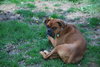 Lucy