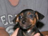Capone