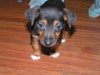 Capone