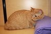 Stella