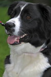 Stella