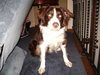 Dixie