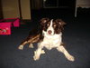 Dixie