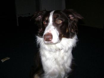 Dixie