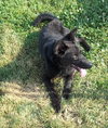 Molley