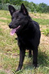 Molley