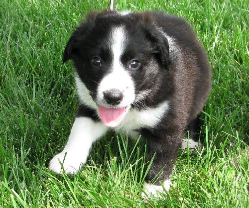 Oreo