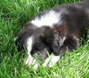 Oreo