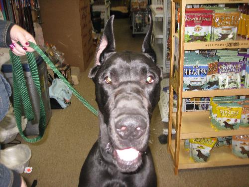 Sampson