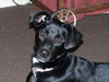 Starla