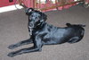 Starla