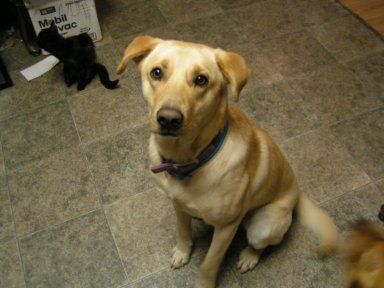 Sammy