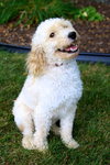 Rudy