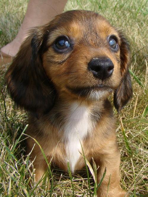 Sweet Pea