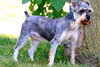 Simone
