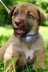 Cooper