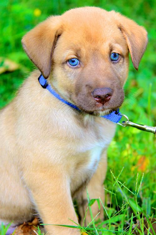 Cooper