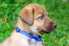 Cooper