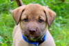 Cooper