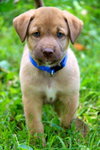 Cooper
