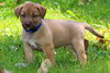 Cooper