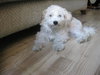 Baxter