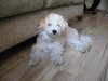 Baxter