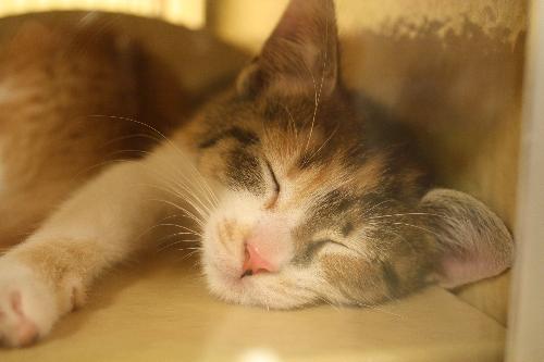 Annabelle (Calico)
