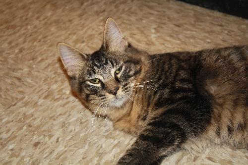 Cassius