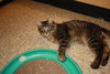 Cassius