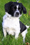 Buster
