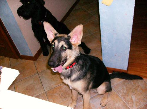 Buddy