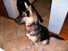 Buddy
