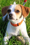 Daisy