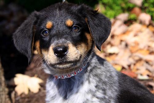 Dolly