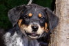 Dolly