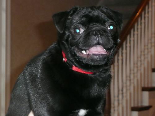 Eddie - pug