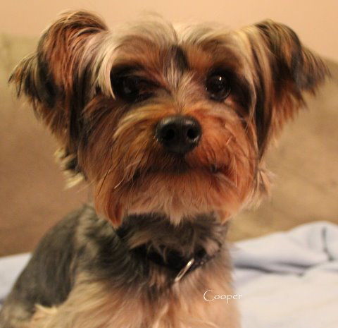 Cooper