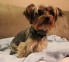 Cooper