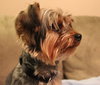 Cooper