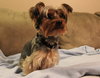 Cooper