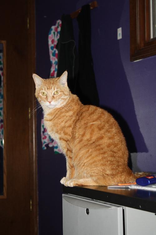 Rupert