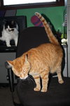 Rupert