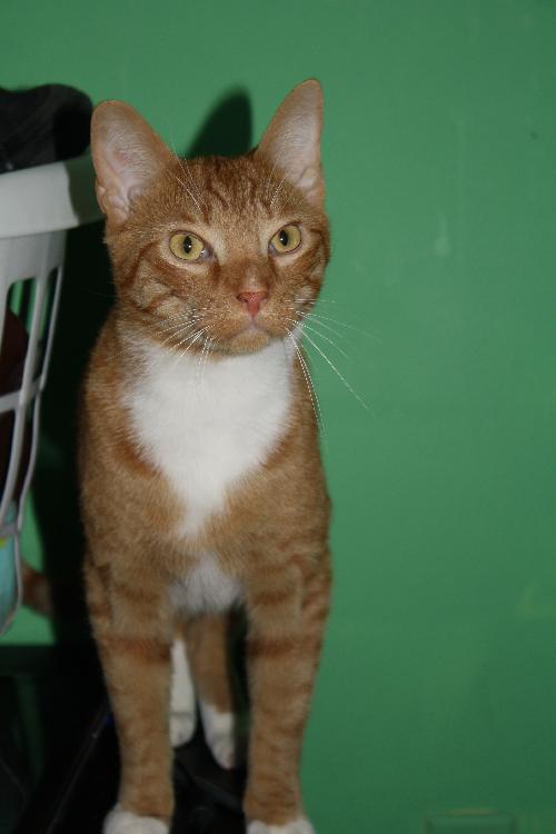 Tigger