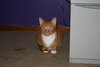 Tigger